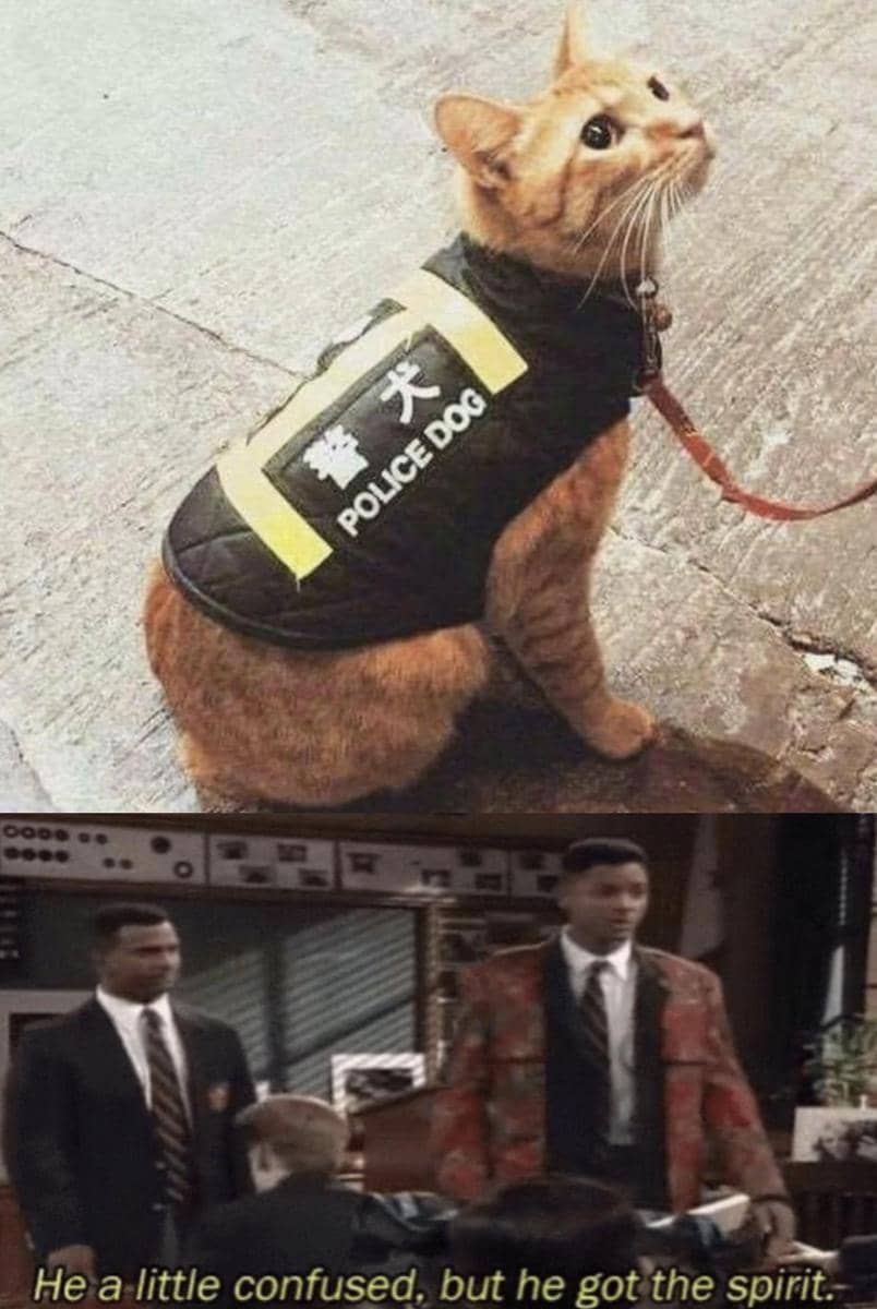 meme kucing tentang polisi