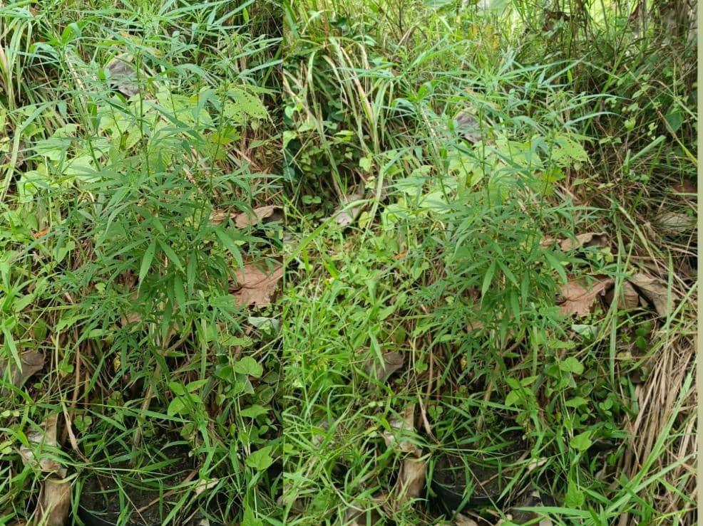 Geger! Tanaman Ganja Setinggi 1 Meter Ditemukan di Ladang Warga Lamsel