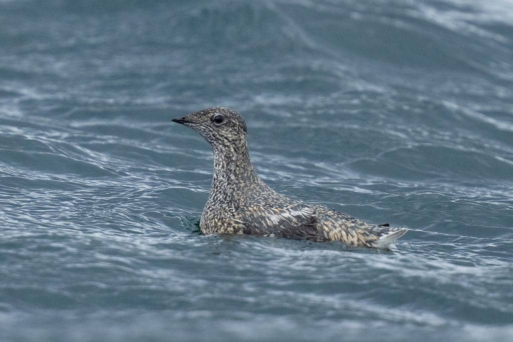 Burung Brachyramphus brevirostris