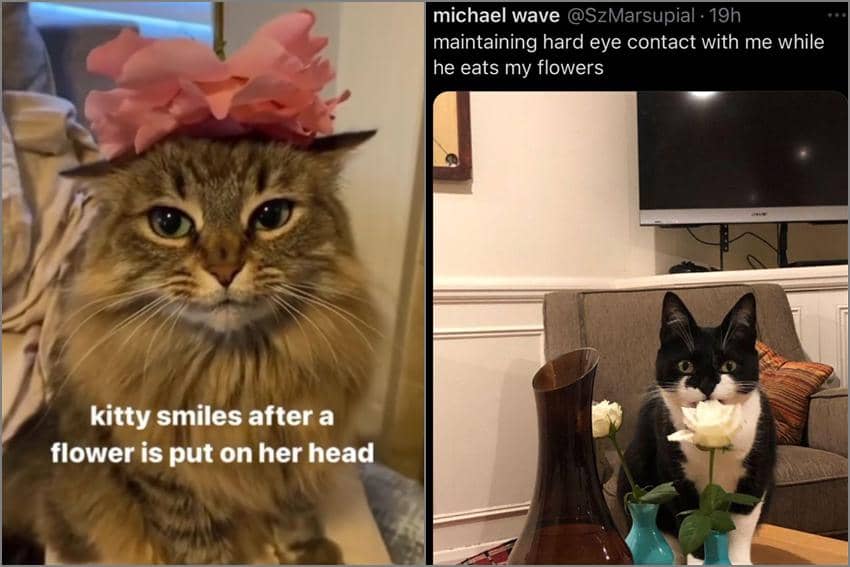 8 Meme Kucing tentang Bunga, kok Malah Dimakan?
