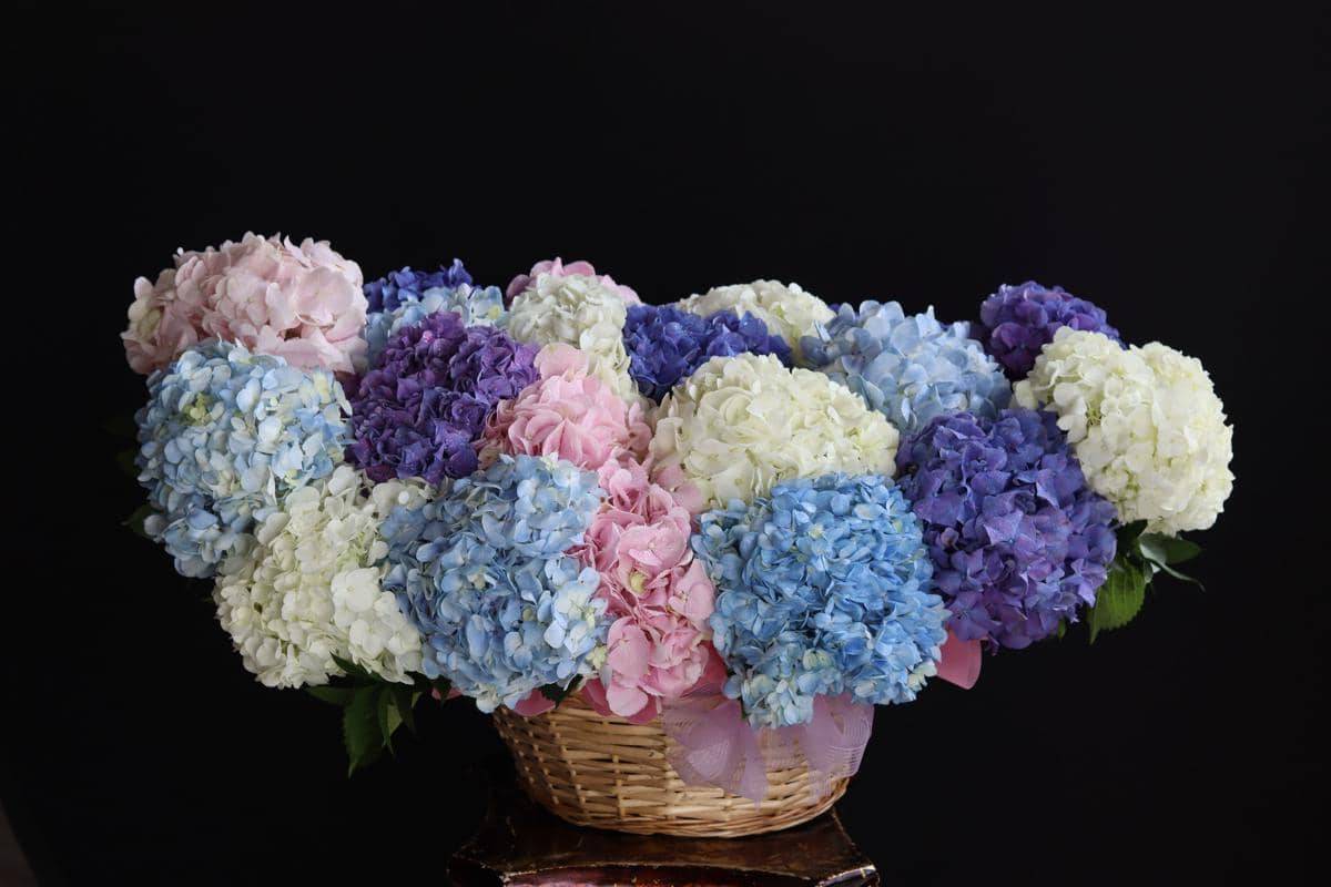 ilustrasi bunga hydrangea