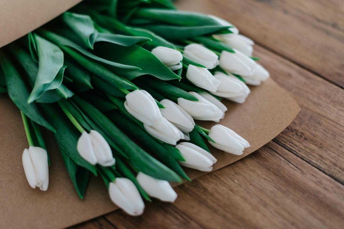 ilustrasi bungan tulip