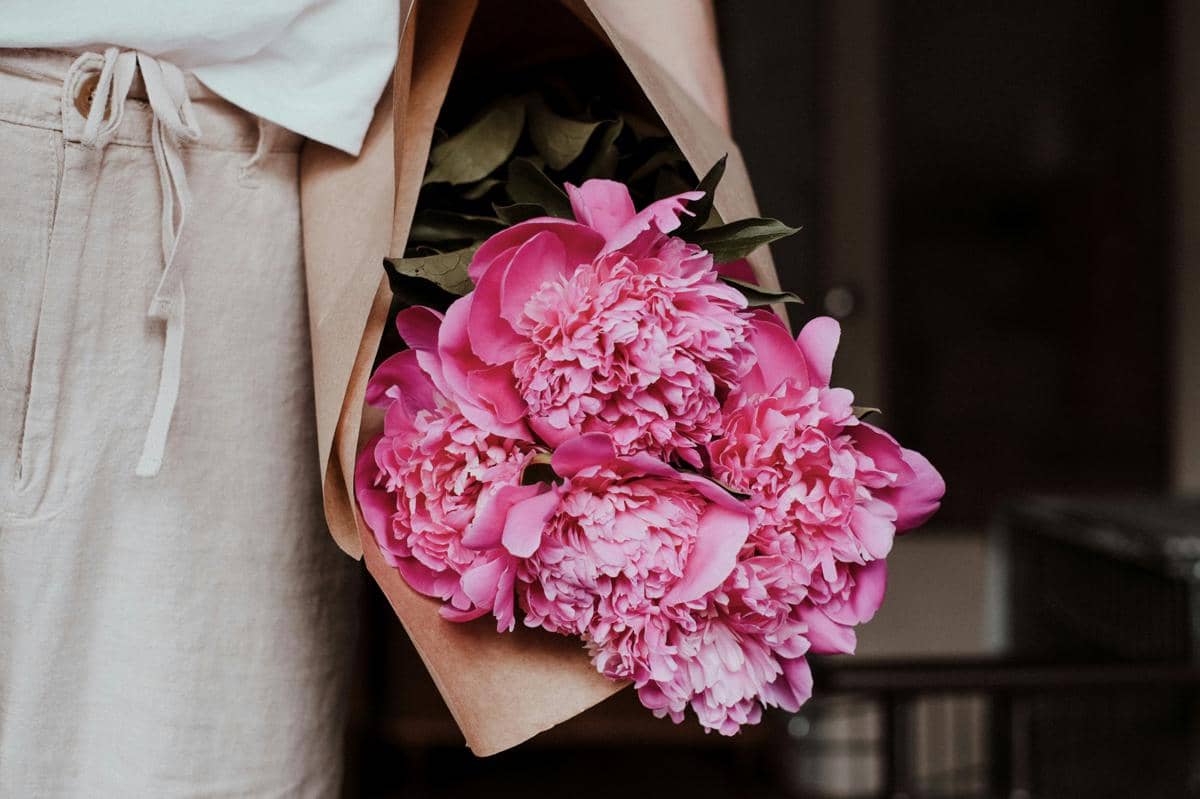 ilustrasi bunga peony