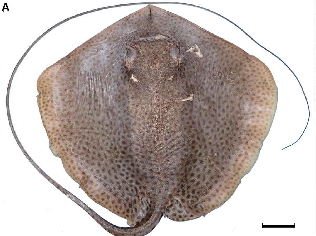 PARI CAMBUK_1.jpg