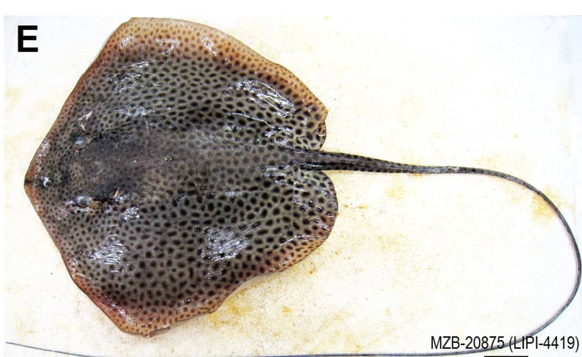 PARI CAMBUK_2.jpg